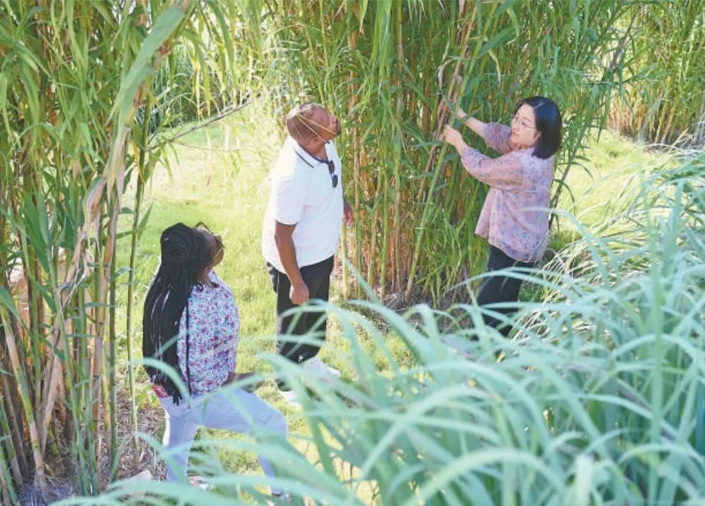 福建農(nóng)林大學(xué)國際菌草工程技術(shù)研究中心工作人員（右）在向盧旺達(dá)留學(xué)生介紹菌草品種“綠洲1號(hào)”蘆竹的生長情況。新華社記者 林善傳 攝