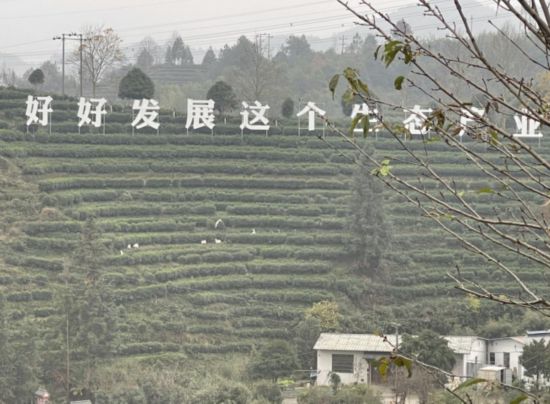 景寧畬族自治縣澄照鄉(xiāng)三石村馬嶺頭茶葉基地。劉軍國(guó)攝