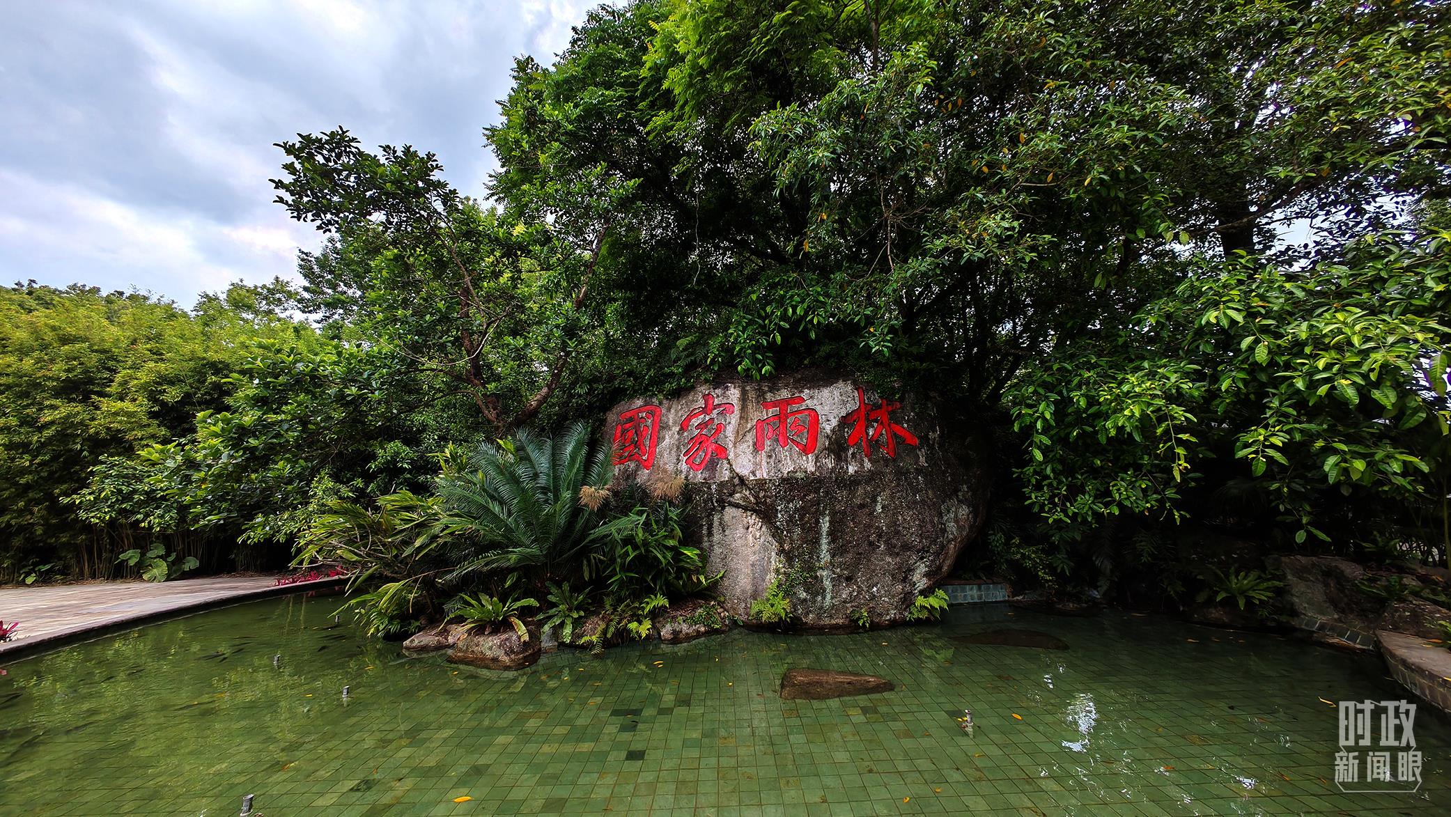 海南熱帶雨林國家公園。（總臺央視記者彭漢明拍攝）