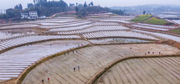 2024年3月6日，在四川省廣安市前鋒區(qū)觀塘鎮(zhèn)仁和村，農民在高標準農田育秧（無人機照片）。新華社發(fā)（周修建攝）