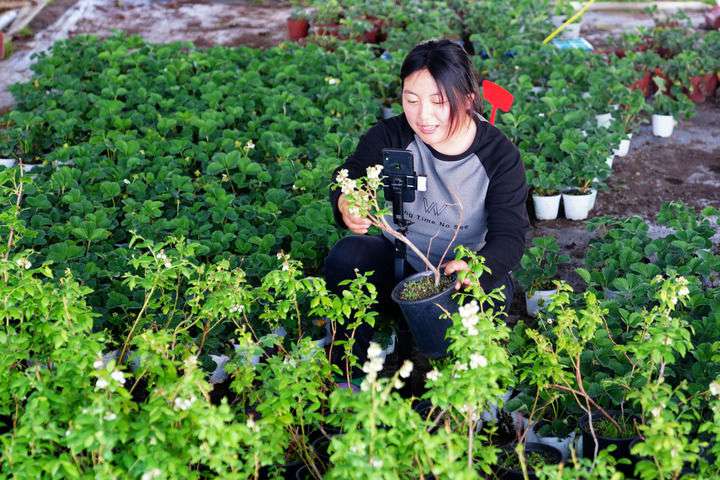 2024年4月27日，在山東省惠民縣姜樓鎮(zhèn)立冉果蔬種植合作社，工作人員在直播賣藍莓苗。新華社記者 郭緒雷 攝