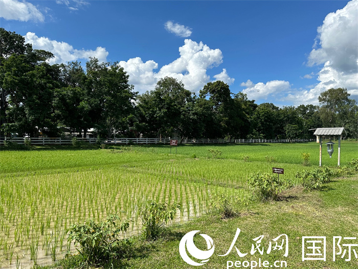 泰國(guó)沙功那空省水稻種植示范基地。人民網(wǎng)記者 簡(jiǎn)承淵攝