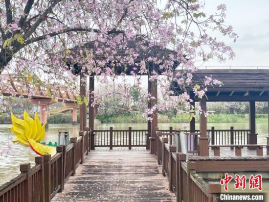 3月7日，廣州海珠國家濕地公園宮粉紫荊花海吸引游人。中新社記者 許青青 攝