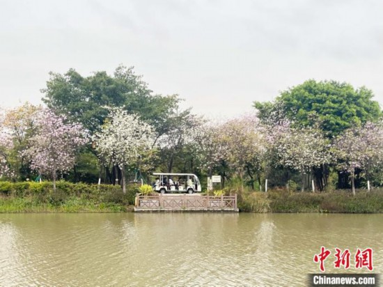 3月7日，廣州海珠國家濕地公園宮粉紫荊花海吸引游人。中新社記者 許青青 攝