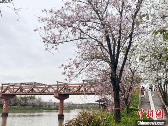 3月7日，廣州海珠國家濕地公園宮粉紫荊花海吸引游人。中新社記者 許青青 攝