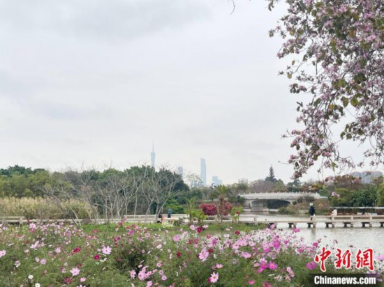 每年三月，廣州海珠國家濕地公園迎來最具標志性的景觀之一——宮粉紫荊花海，公園內(nèi)的石榴崗河沿岸兩側(cè)，數(shù)千株宮粉紫荊綿延3.2公里，粉紅與粉白的花朵交織如云，頗為浪漫。據(jù)悉，宮粉紫荊因其耐濕性強、花期長的特性，是廣州海珠國家濕地公園生態(tài)修復的優(yōu)選樹種。近年來通過科學管養(yǎng)，花量相較往年明顯增加，盛花期持續(xù)近一個月時間，預計浪漫景致將延續(xù)至清明前。圖為3月7日，廣州海珠國家濕地公園宮粉紫荊花海吸引游人。中新社記者 許青青 攝