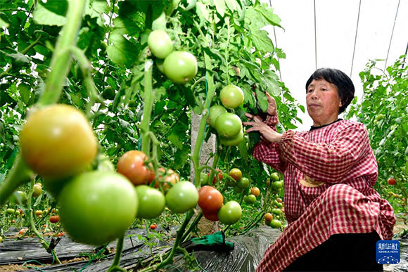 3月13日，在菏澤市鄆城縣張營街道，農(nóng)民在設(shè)施大棚里打理西紅柿。