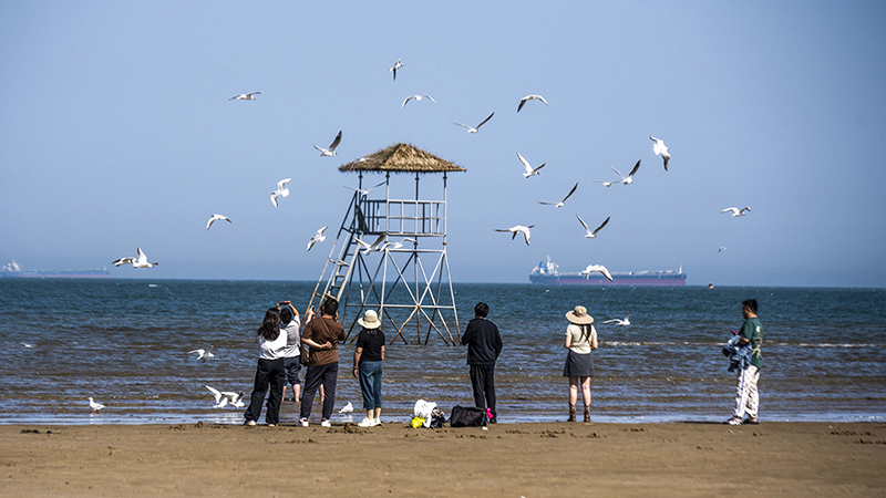 2024年5月12日，河北秦皇島，北戴河鴿子窩公園成群海鷗在天空中自由翱翔，與大海、藍(lán)天構(gòu)成了一幅美麗的畫卷。