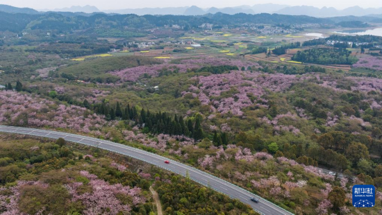 清鎮(zhèn)市紅楓湖鎮(zhèn)右二村旁的道路與花海相映（4月5日攝，無人機(jī)照片）。