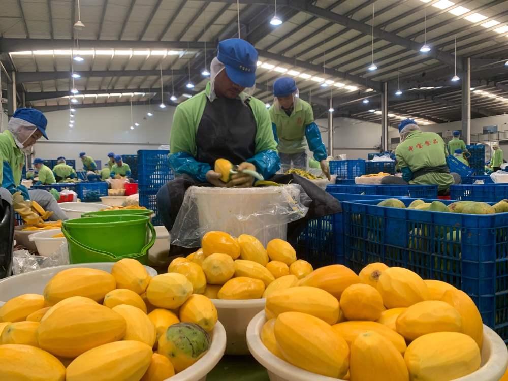 2023年3月7日，工作人員在柬埔寨磅士卑省的中寶（柬埔寨）食品科技有限公司處理芒果。自區(qū)域全面經(jīng)濟(jì)伙伴關(guān)系協(xié)定（RCEP）生效實(shí)施以來(lái)，柬埔寨的農(nóng)產(chǎn)品正在更加便利地進(jìn)入中國(guó)市場(chǎng)。